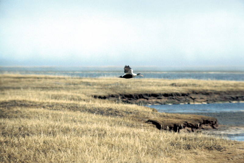 Common Eider in flight (Somateria mollissima) {!--솜털오리-->; DISPLAY FULL IMAGE.