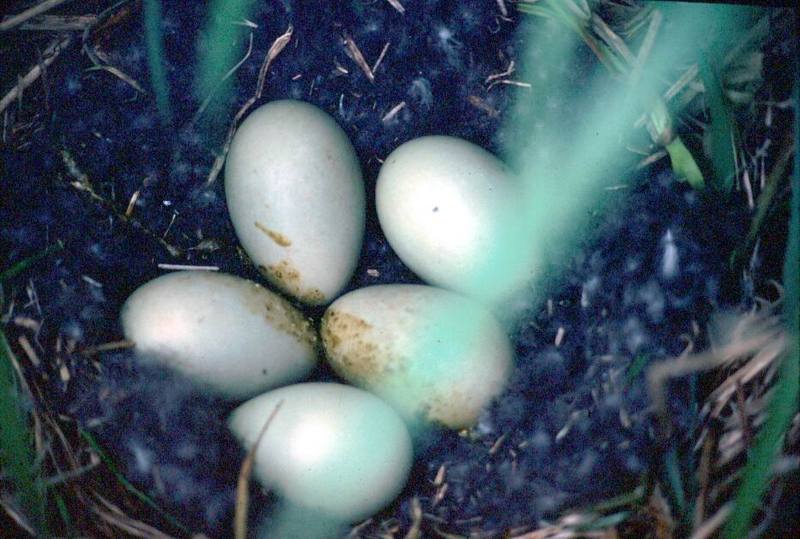 Common Eider eggs (Somateria mollissima) {!--솜털오리-->; DISPLAY FULL IMAGE.