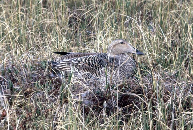 Common Eider female on nest (Somateria mollissima) {!--솜털오리-->; DISPLAY FULL IMAGE.