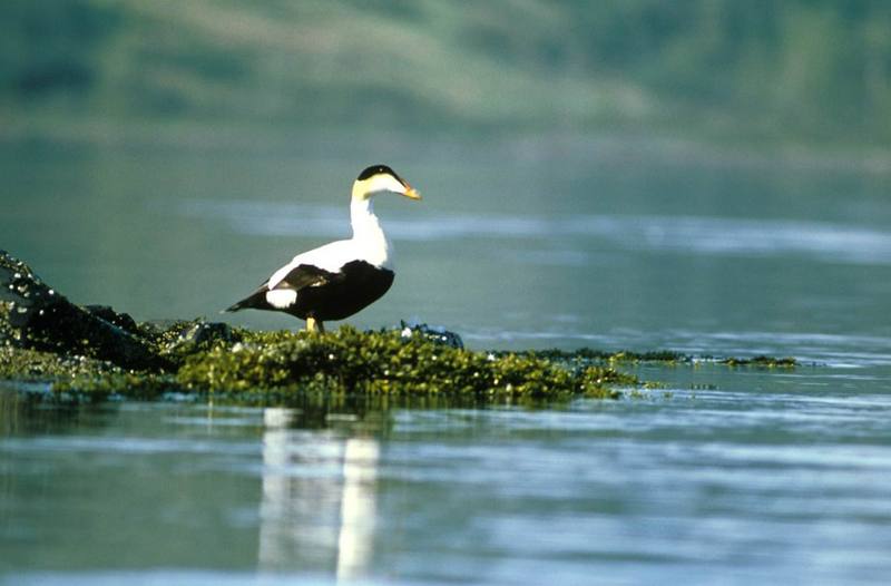 Common Eider male (Somateria mollissima) {!--솜털오리-->; DISPLAY FULL IMAGE.