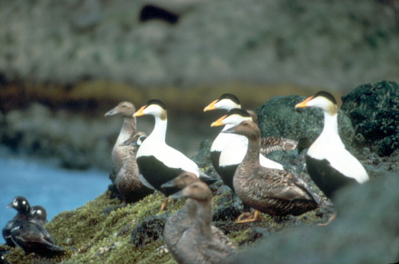 Common Eiders (Somateria mollissima) {!--솜털오리-->; DISPLAY FULL IMAGE.