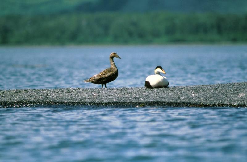 Common Eiders (Somateria mollissima) {!--솜털오리-->; DISPLAY FULL IMAGE.