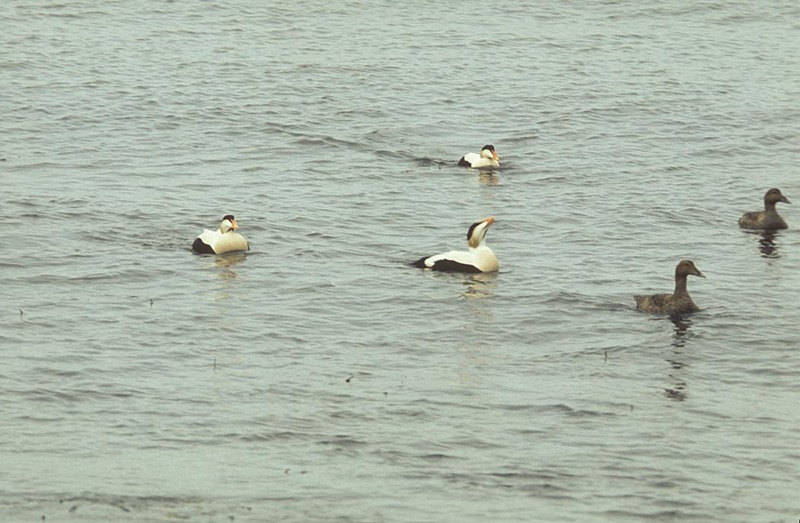 Common Eiders flock (Somateria mollissima) {!--솜털오리-->; DISPLAY FULL IMAGE.