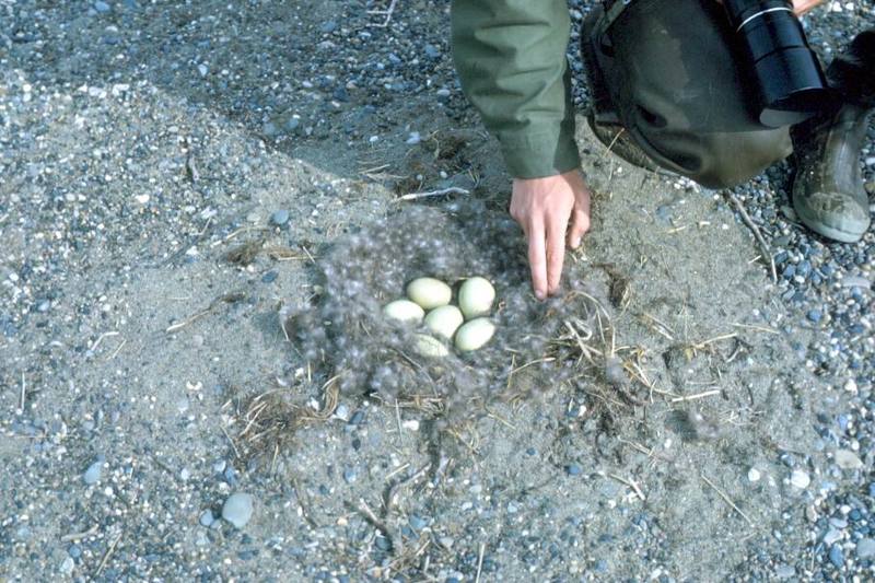 Common Eider eggs (Somateria mollissima) {!--솜털오리-->; DISPLAY FULL IMAGE.