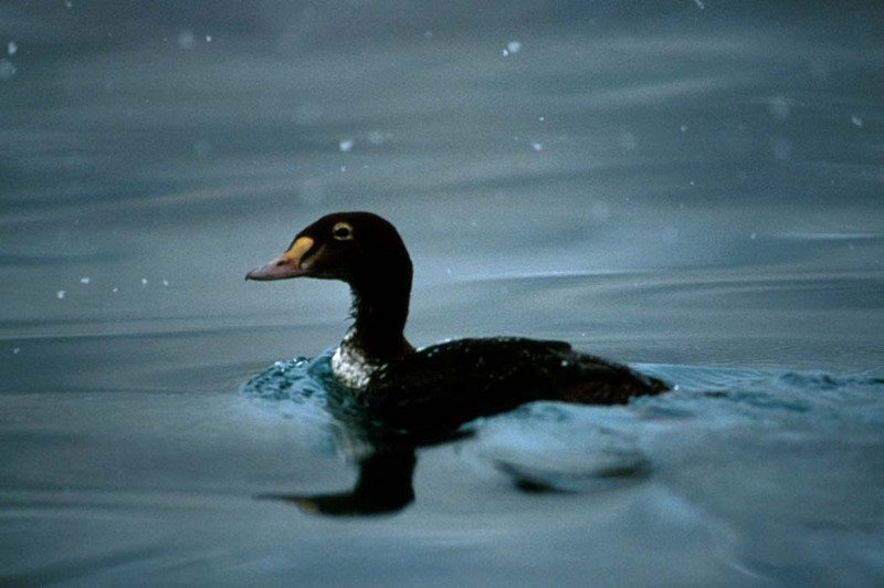 King Eider (Somateria spectabilis) {!--오색솜털오리-->; DISPLAY FULL IMAGE.
