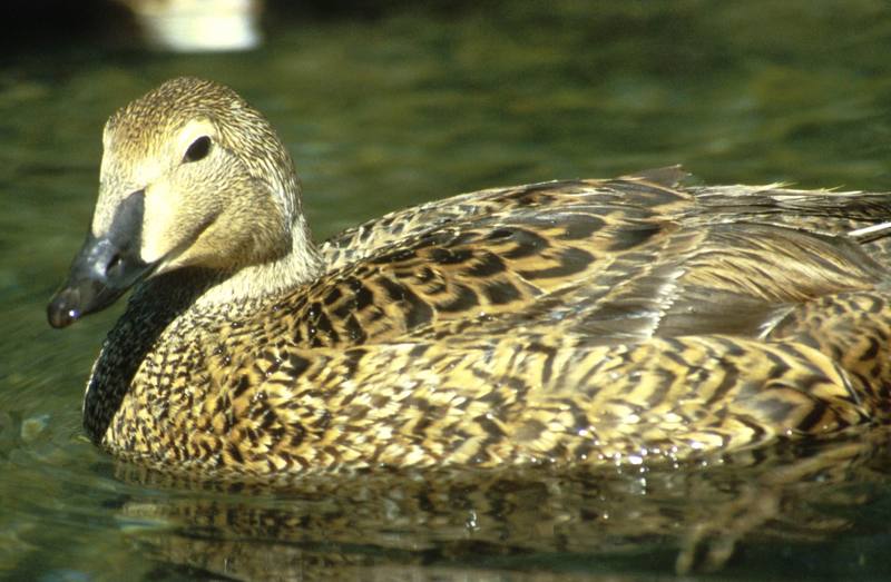 King Eider female (Somateria spectabilis) {!--오색솜털오리-->; DISPLAY FULL IMAGE.