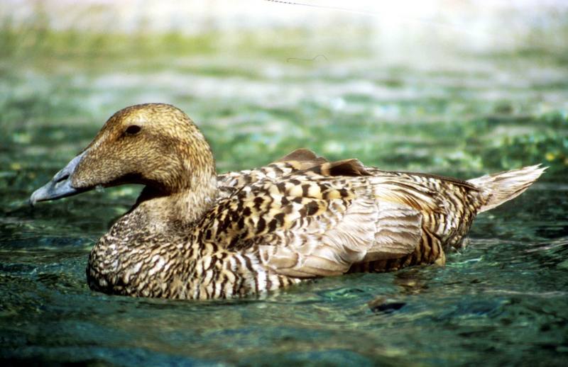 Common Eider female (Somateria mollissima) {!--솜털오리-->; DISPLAY FULL IMAGE.