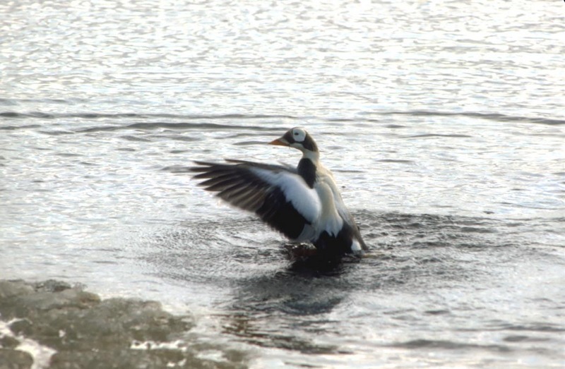 Spectacled Eider male (Somateria fischeri) {!--안경솜털오리-->; DISPLAY FULL IMAGE.