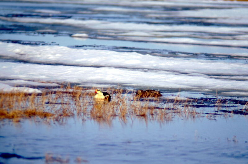 King Eider pair (Somateria spectabilis) {!--오색솜털오리-->; DISPLAY FULL IMAGE.