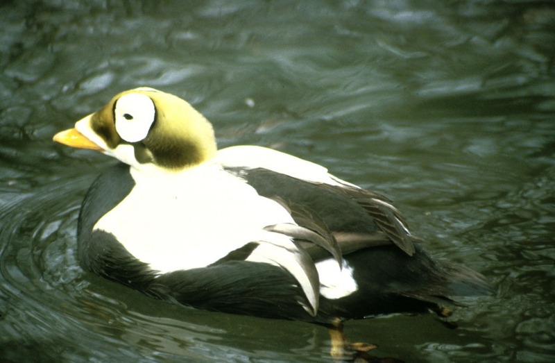 Spectacled Eider male (Somateria fischeri) {!--안경솜털오리-->; DISPLAY FULL IMAGE.