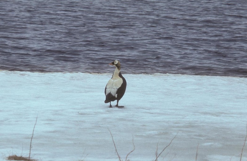 Spectacled Eider male (Somateria fischeri) {!--안경솜털오리-->; DISPLAY FULL IMAGE.