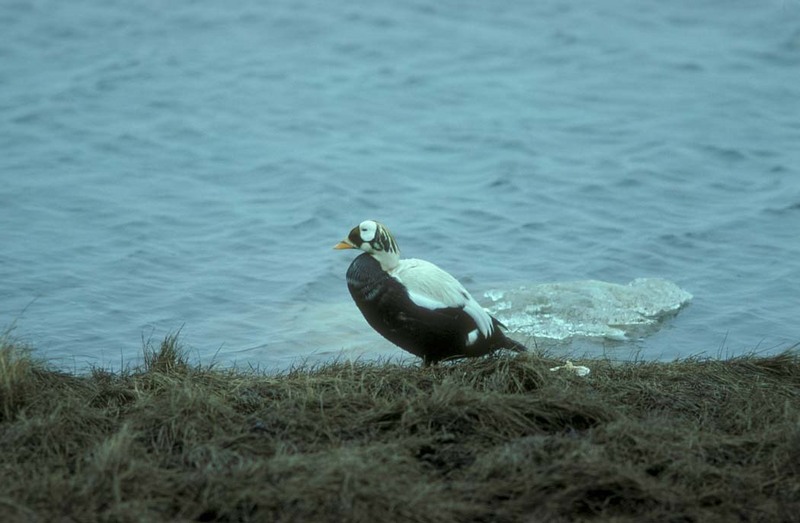 Spectacled Eider male (Somateria fischeri) {!--안경솜털오리-->; DISPLAY FULL IMAGE.