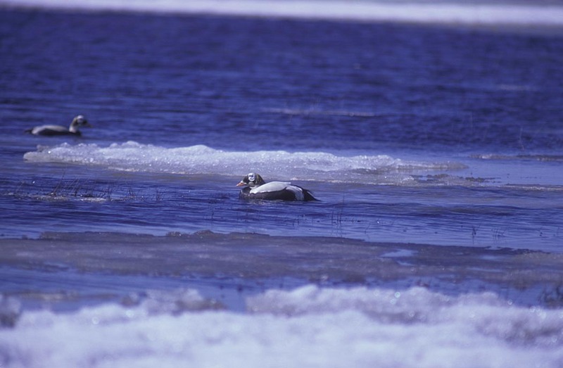 Spectacled Eider male (Somateria fischeri) {!--안경솜털오리-->; DISPLAY FULL IMAGE.