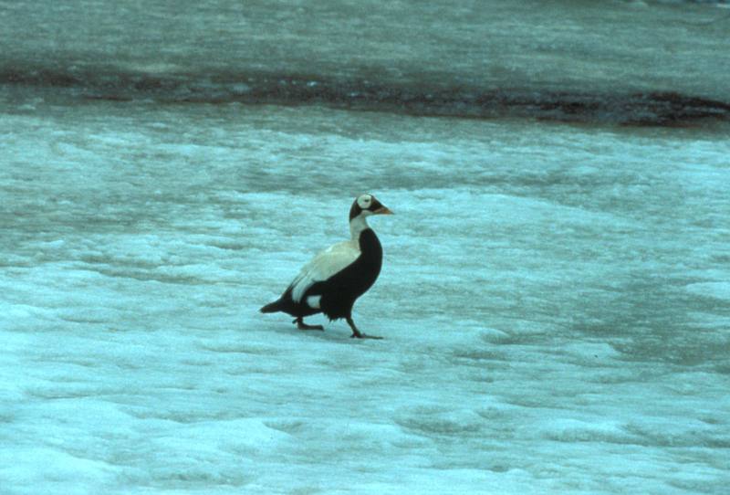 Spectacled Eider male (Somateria fischeri) {!--안경솜털오리-->; DISPLAY FULL IMAGE.
