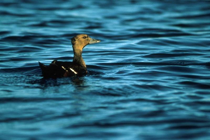 Steller's Eider female (Polysticta stelleri) {!--쇠솜털오리-->; DISPLAY FULL IMAGE.