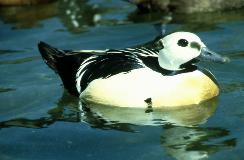 Steller's Eider male (Polysticta stelleri) {!--쇠솜털오리-->; DISPLAY FULL IMAGE.