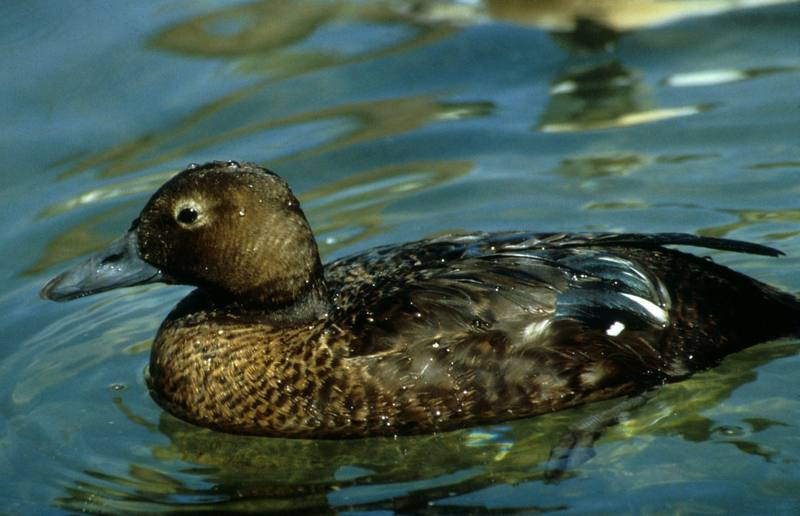 Steller's Eider female (Polysticta stelleri) {!--쇠솜털오리-->; DISPLAY FULL IMAGE.