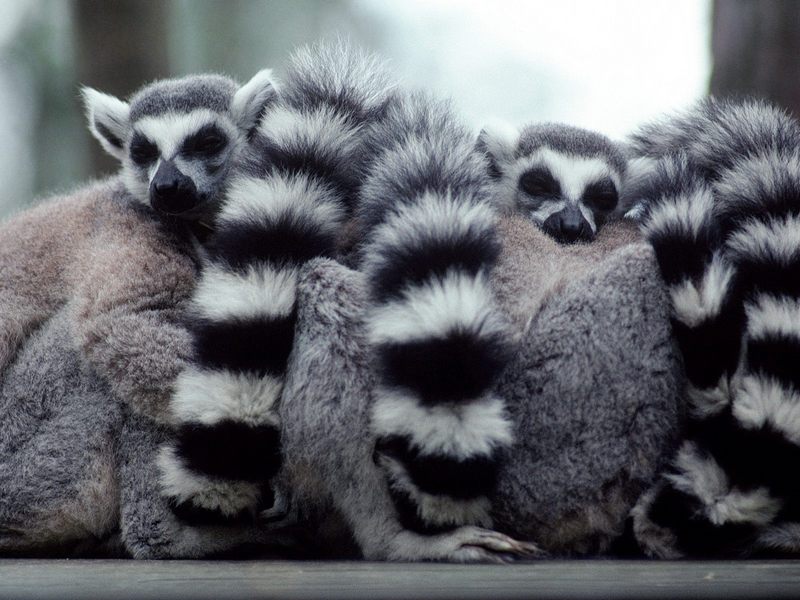 [Daily Photos CD03] A Lump of Lemurs (Ring-tailed Lemur); DISPLAY FULL IMAGE.