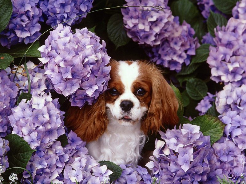 [Daily Photos CD03] Cavalier King Charles Spaniel; DISPLAY FULL IMAGE.