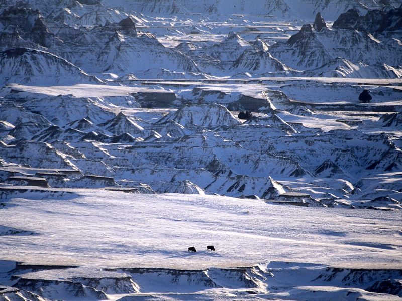 [Daily Photos CD03] Distant Bison Badlands, South Dakota; DISPLAY FULL IMAGE.