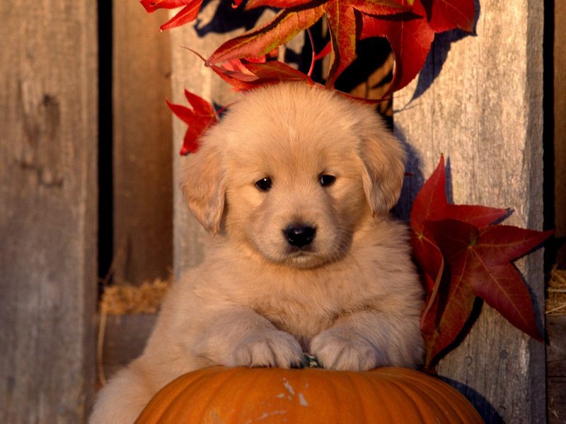 [Daily Photos CD03] Golden Retriever Puppy; DISPLAY FULL IMAGE.