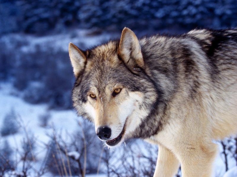[Daily Photos CD03] Gray Wolf in Snow; DISPLAY FULL IMAGE.