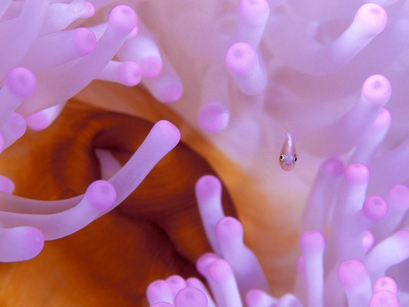 [Daily Photos CD03] Juvenile Anemonefish; DISPLAY FULL IMAGE.