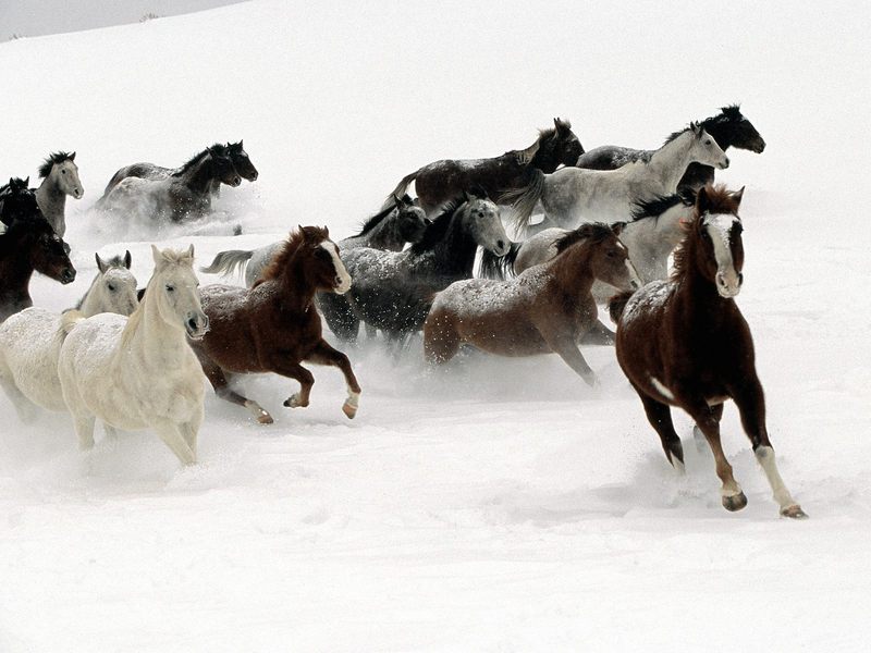 [Daily Photos CD03] Snow Horses; DISPLAY FULL IMAGE.