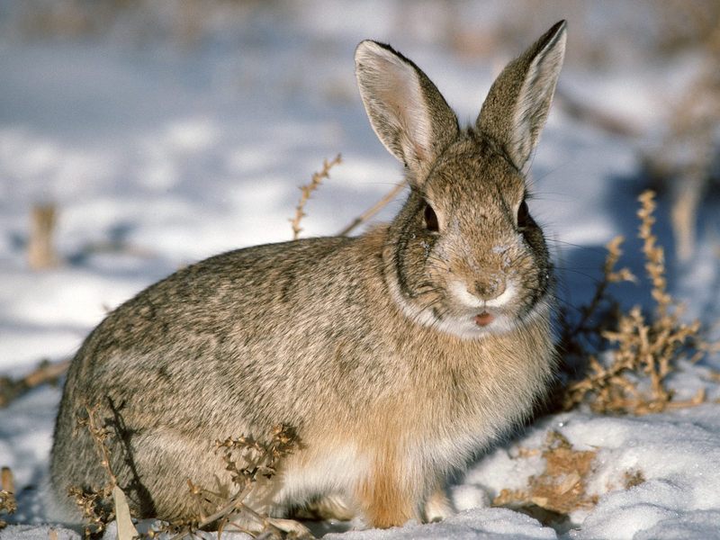[Daily Photos CD03] Young Cottontail Rabbit; DISPLAY FULL IMAGE.