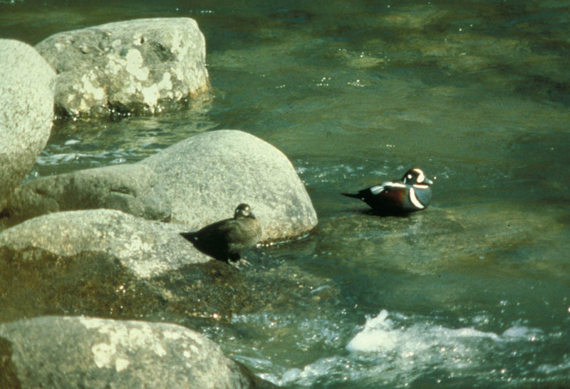 Harlequin Duck pair (Histrionicus histrionicus) {!--흰줄박이오리-->; DISPLAY FULL IMAGE.