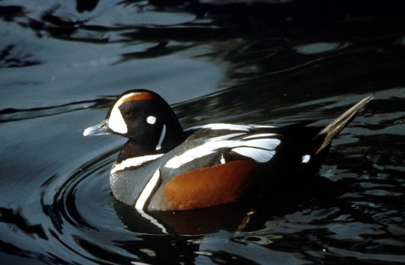 Harlequin Duck (Histrionicus histrionicus) {!--흰줄박이오리-->; DISPLAY FULL IMAGE.