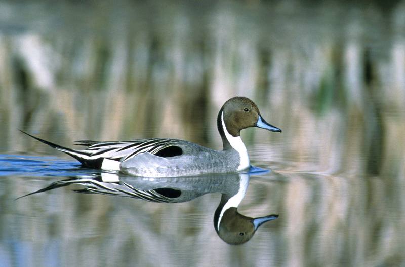 Northern Pintail (Anas acuta) {!--고방오리-->; DISPLAY FULL IMAGE.