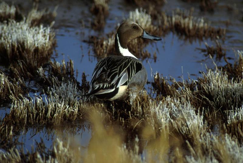 Northern Pintail male (Anas acuta) {!--고방오리-->; DISPLAY FULL IMAGE.