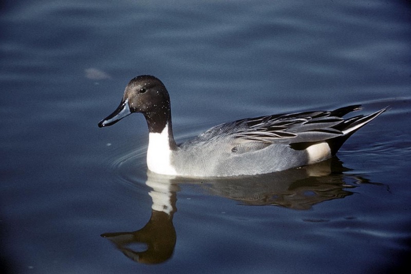 Northern Pintail male (Anas acuta) {!--고방오리-->; DISPLAY FULL IMAGE.