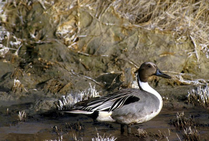 Northern Pintail male (Anas acuta) {!--고방오리-->; DISPLAY FULL IMAGE.