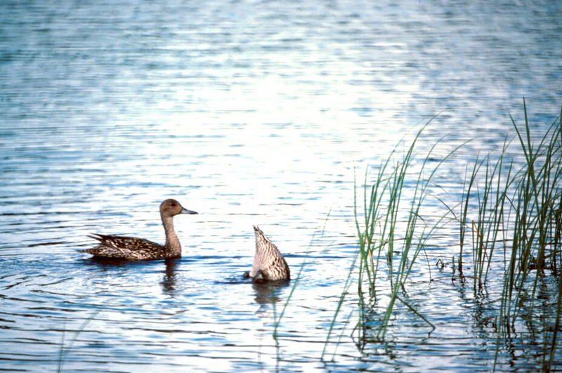 Northern Pintail (Anas acuta) {!--고방오리-->; DISPLAY FULL IMAGE.
