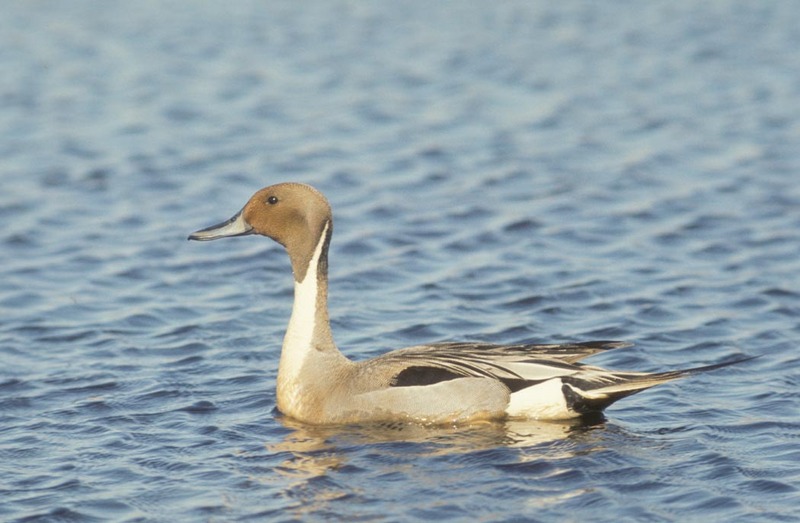 Northern Pintail (Anas acuta) {!--고방오리-->; DISPLAY FULL IMAGE.