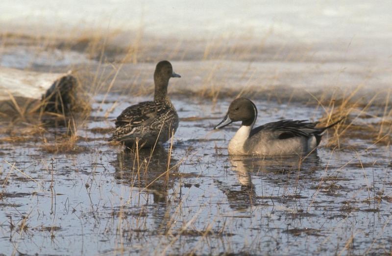 Northern Pintail pair (Anas acuta) {!--고방오리-->; DISPLAY FULL IMAGE.