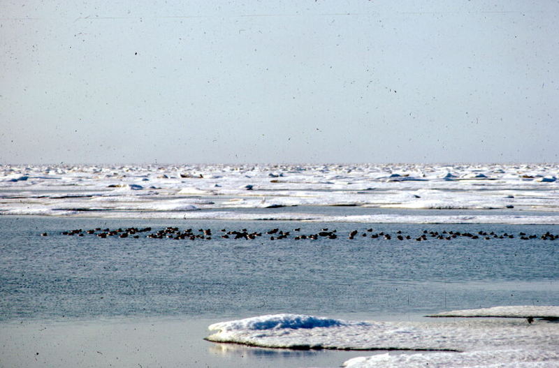 Oldsquaw flock (Clangula hyemalis) {!--바다꿩-->; DISPLAY FULL IMAGE.