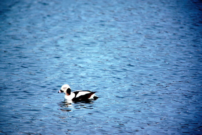 Oldsquaw (Clangula hyemalis) {!--바다꿩-->; DISPLAY FULL IMAGE.