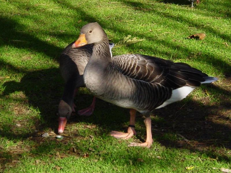 a pair of Bean Goose; DISPLAY FULL IMAGE.