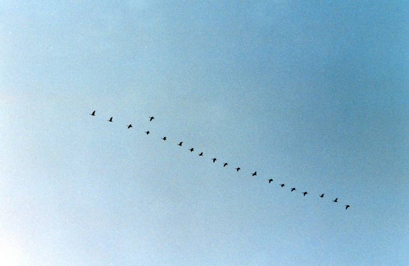 Canada Goose flock in flight (Branta canadensis) {!--캐나다기러기-->; DISPLAY FULL IMAGE.