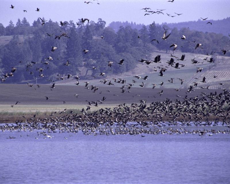 Canada Goose flock (Branta canadensis) {!--캐나다기러기-->; DISPLAY FULL IMAGE.