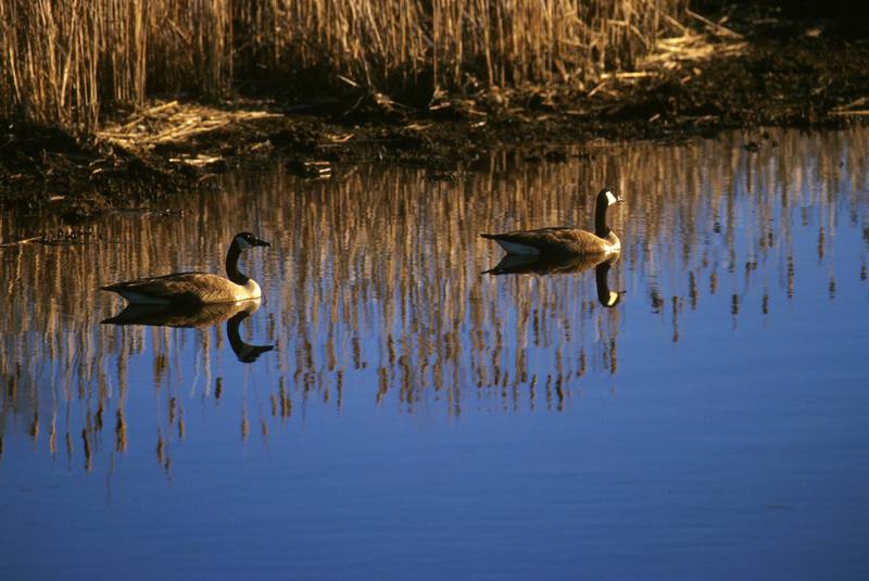 Canada Goose pair (Branta canadensis) {!--캐나다기러기-->; DISPLAY FULL IMAGE.