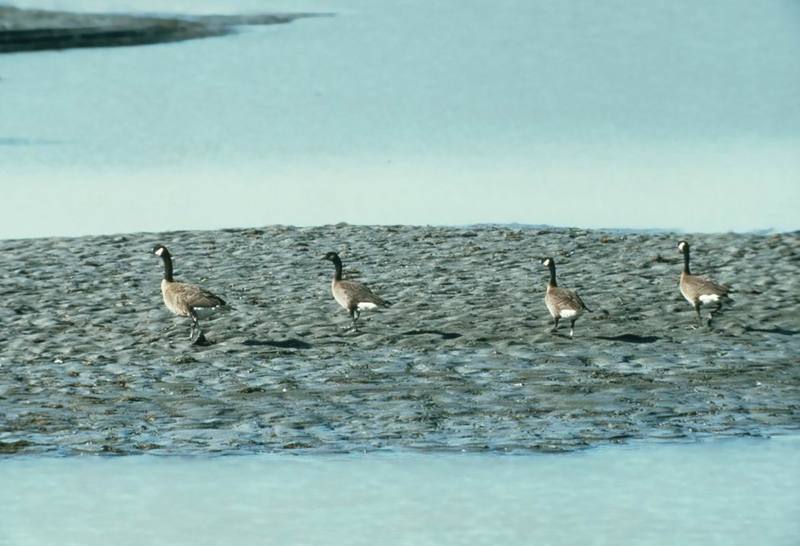 Canada Goose flock (Branta canadensis) {!--캐나다기러기-->; DISPLAY FULL IMAGE.