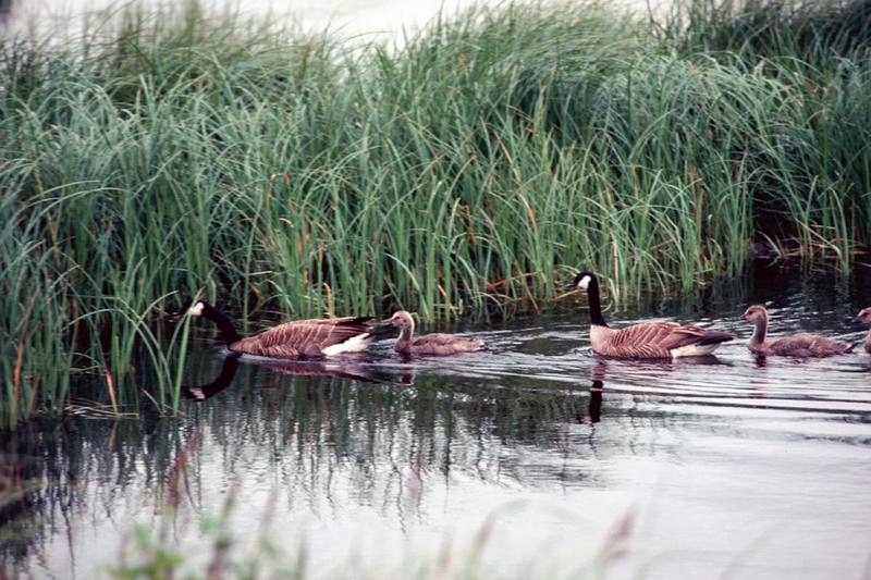 Canada Goose family (Branta canadensis) {!--캐나다기러기-->; DISPLAY FULL IMAGE.