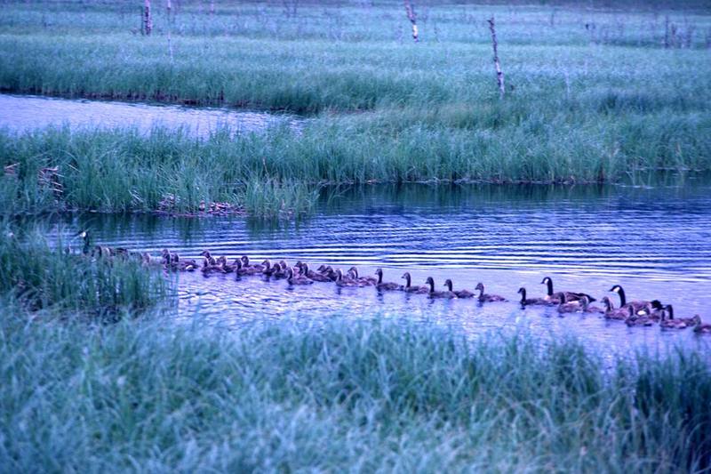 Canada Goose family (Branta canadensis) {!--캐나다기러기-->; DISPLAY FULL IMAGE.