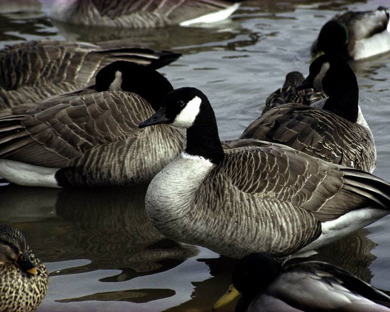 Canada Goose (Branta canadensis) {!--캐나다기러기-->; DISPLAY FULL IMAGE.