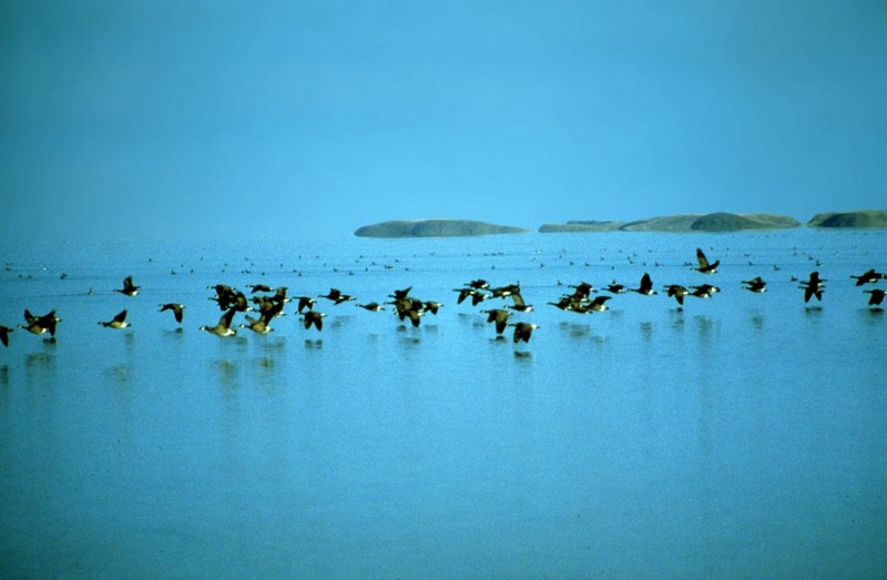 Canada Goose flock in flight (Branta canadensis) {!--캐나다기러기-->; DISPLAY FULL IMAGE.