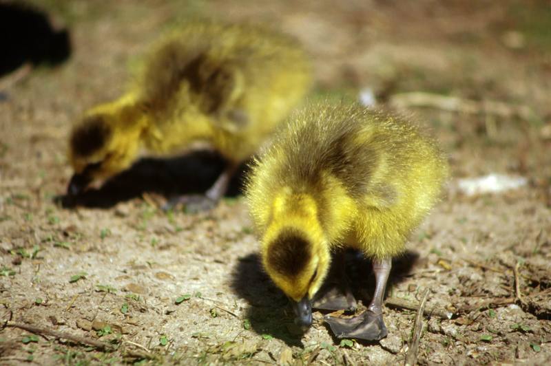 Canada Goose goslings (Branta canadensis) {!--캐나다기러기-->; DISPLAY FULL IMAGE.